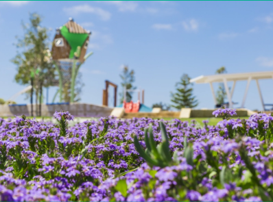 purple flower field